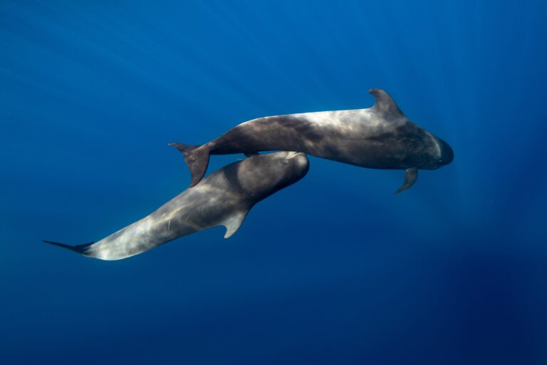 Shhhh! Quiet Please: Marine Noise Pollution Disrupts Behaviour of Leviathans