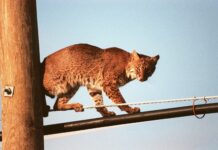 Urban Land Expansion, a Threat to Biodiversity