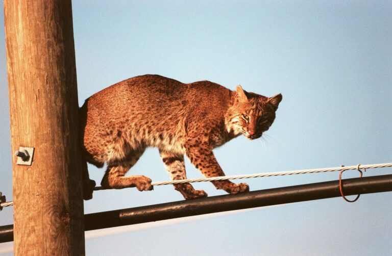 Urban Land Expansion, a Threat to Biodiversity 