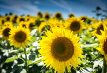 Sunflowers, Cleaners of Nuclear Disasters