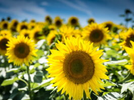 Sunflowers, Cleaners of Nuclear Disasters