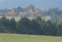 A New Study Questions the Effectiveness of Forests to Combat Climate Change