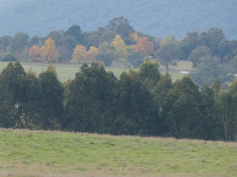 A New Study Questions the Effectiveness of Forests to Combat Climate Change