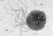 Scientists Developed a Microbe That Synthesizes Complex Molecules From Ambient CO2 Efficiently