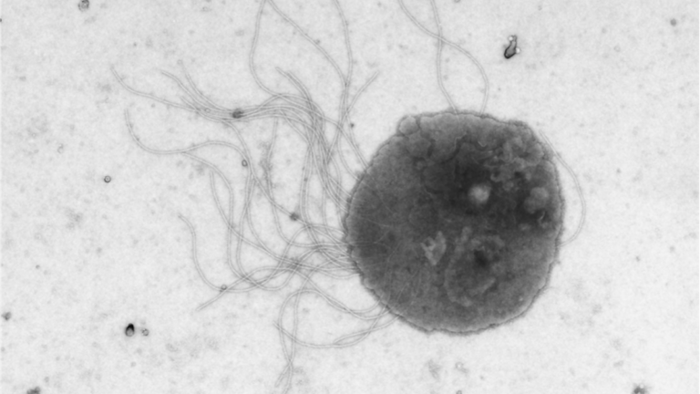 Scientists Developed a Microbe That Synthesizes Complex Molecules From Ambient CO2 Efficiently