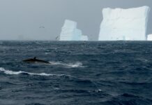 Fin Whales Show Signs of Recovering Population After 40 Years