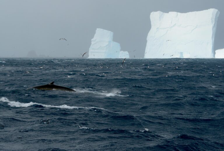 Fin Whales Show Signs of Recovering Population After 40 Years