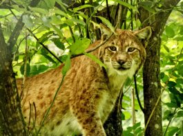 Protecting Carnivores From Extinction