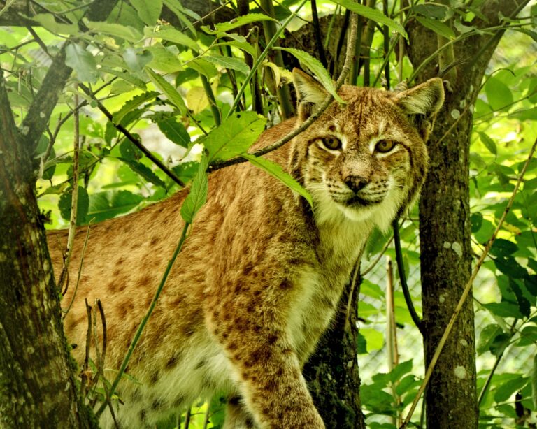 Protecting Carnivores From Extinction