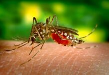 Study of Pediatric Dengue Identifies Antibodies That Offer Protection