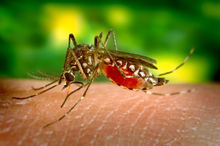Study of Pediatric Dengue Identifies Antibodies That Offer Protection