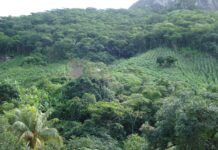 Could Brazil Be the Starting Point of the Next Pandemic?