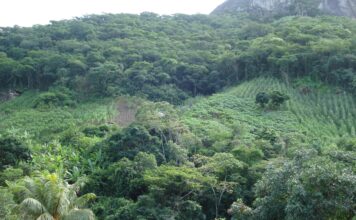 Could Brazil Be the Starting Point of the Next Pandemic?