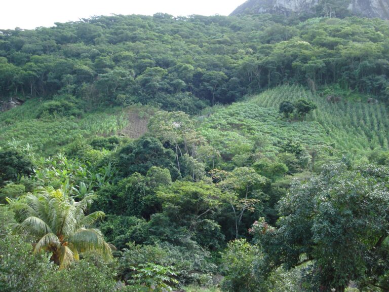 Could Brazil Be the Starting Point of the Next Pandemic?